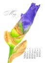 Elegant printable calendar 2019. May. Watercolor iris. Botanical art. Template for a banner, notebook, cosmetics