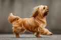 Elegant Purebred Lhasa Apso Dog Standing in Profile with Long Luxurious Coat on a Grey Background