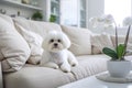 Elegant purebred Maltese dog seated on a white couch in a contemporary, well-lit interior. Close up of a Pedigree cutie Royalty Free Stock Photo