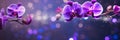 Elegant purple orchid on captivating bokeh background with ample space for text placement Royalty Free Stock Photo