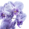 Elegant Purple Orchid with Water Droplets Isolated on White Background Royalty Free Stock Photo