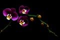Elegant purple phalaenopsis orchids and buds against dark background