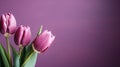 Elegant purple tulips on right side with isolated background and copy space for text. Royalty Free Stock Photo