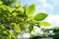 Elegant Queens tree foliage, with elliptical, spear shaped leaves subtly offset