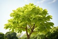 Elegant Queens tree foliage, with elliptical, spear shaped leaves subtly offset