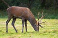 Elegant red deer stag grazing on nutritious juicy grass on a fresh green meadow Royalty Free Stock Photo
