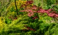 Elegant red Japanese Maple, Acer palmatum Atropurpureum tree with purple leaves in spring garden Royalty Free Stock Photo