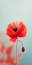 Elegant Red Poppy Minimalist Mobile Wallpaper For Impeccable And Tcl 6-series