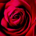 Elegant Red Rose