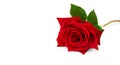 Elegant Red rose flower closeup Royalty Free Stock Photo