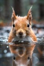 Elegant  red squirrel drinking water from pond in forest, with reflection on the surface of water Royalty Free Stock Photo