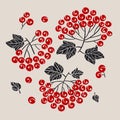 Elegant red viburnum winter berries vector