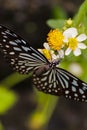 Elegant Rest of a Blue-Spotted Butterfly on a Flower Royalty Free Stock Photo