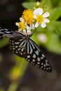 Elegant Rest of a Blue-Spotted Butterfly on a Flower Royalty Free Stock Photo