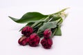 Elegant rich velvety dark purple burgundy Palmyra tulips spring bouquet in white vase on white background.