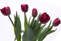 Elegant rich velvety dark purple burgundy Palmyra tulips spring bouquet in white vase on white background.