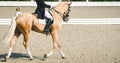 Elegant rider woman and sorrel horse. Beautiful girl at advanced dressage test on equestrian competition.