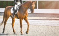 Elegant rider woman and sorrel horse. Beautiful girl at advanced dressage test on equestrian competition.