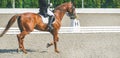 Elegant rider woman and sorrel horse. Beautiful girl at advanced dressage test on equestrian competition.