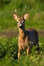 Elegant roe deer buck approaching from front view in warm orange light in spring Royalty Free Stock Photo