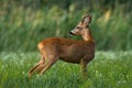 Elegant roe deer buck looking back over shoulder on green meadow in summer Royalty Free Stock Photo