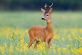 Elegant roe deer buck looking behind over shoulder on flourishing summer meadow Royalty Free Stock Photo