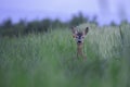 Elegant roe deer, capreolus capreolus, buck looking behind over shoulder on flourishing summer meadow with red flowers Royalty Free Stock Photo