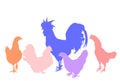 Elegant Rooster and chickens vector silhouette illustration isolated on white background. Male chicken and hen. Farm chantry cock. Royalty Free Stock Photo