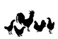 Elegant Rooster and chickens vector silhouette illustration isolated on white background. Male chicken and hen. Farm chantry cock. Royalty Free Stock Photo