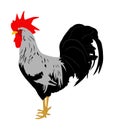 Elegant Rooster vector illustration isolated on white background. Male chicken organic food. Royalty Free Stock Photo