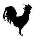 Elegant Rooster vector silhouette isolated on white background. Thai chicken organic food. Farm chantry cock.