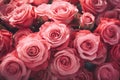 Elegant Rose Bouquet Vibrant Petals for Love and Beauty