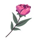 an Elegant Rose Vector Illustration