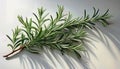 Elegant Rosemary Sprig Casts Intricate Shadow against Pristine White Background, Showcasing Delicate Leaf Textures and Subtle Royalty Free Stock Photo