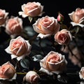 Elegant roses - 1