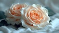 Elegant Roses on Pristine White for Serene Mornings