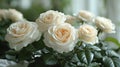 Elegant Roses on Pristine White for Serene Mornings