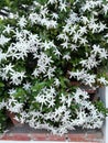 Elegant and scented jasmine on facade