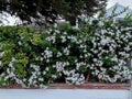 Elegant and scented jasmine on facade