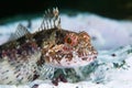 Elegant sculpin under water in sea of japan