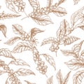 Elegant seamless pattern with coffea or coffee tree branches, flowers, leaves and fruits or berries drawn with contour