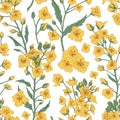 Elegant seamless pattern of rapeseed plant or canola flowers. Design for printing. Endless repeatable floral backdrop in