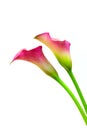 Beautiful blooming romantic pair of dual color calla lilies