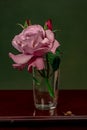 Elegant Serenity: Luxurious Rose in a Water-Filled Glass with Delicate Snail in the Foreground Royalty Free Stock Photo