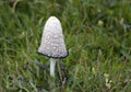 Elegant shagy inkcap mushroom