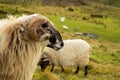 Elegant Sheep with Striking Black and White Features in a Verdant Landscape Royalty Free Stock Photo