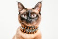 Elegant Siamese Cat with Sparkling Orange Collar Posing on White Background Domestic Feline Fashion Portrait Royalty Free Stock Photo