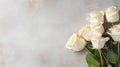 Elegant Simplicity: White Roses on Chalk Background with White Space Royalty Free Stock Photo
