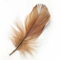 Elegant Single Feather Isolated on White Royalty Free Stock Photo