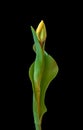 Elegant single isolated yellow green veined tulip in vintage painting style